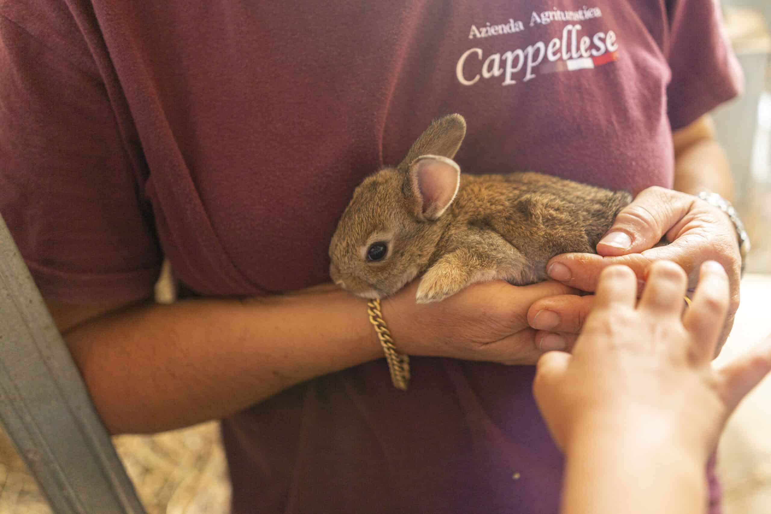 persona tiene un animale tra le mani