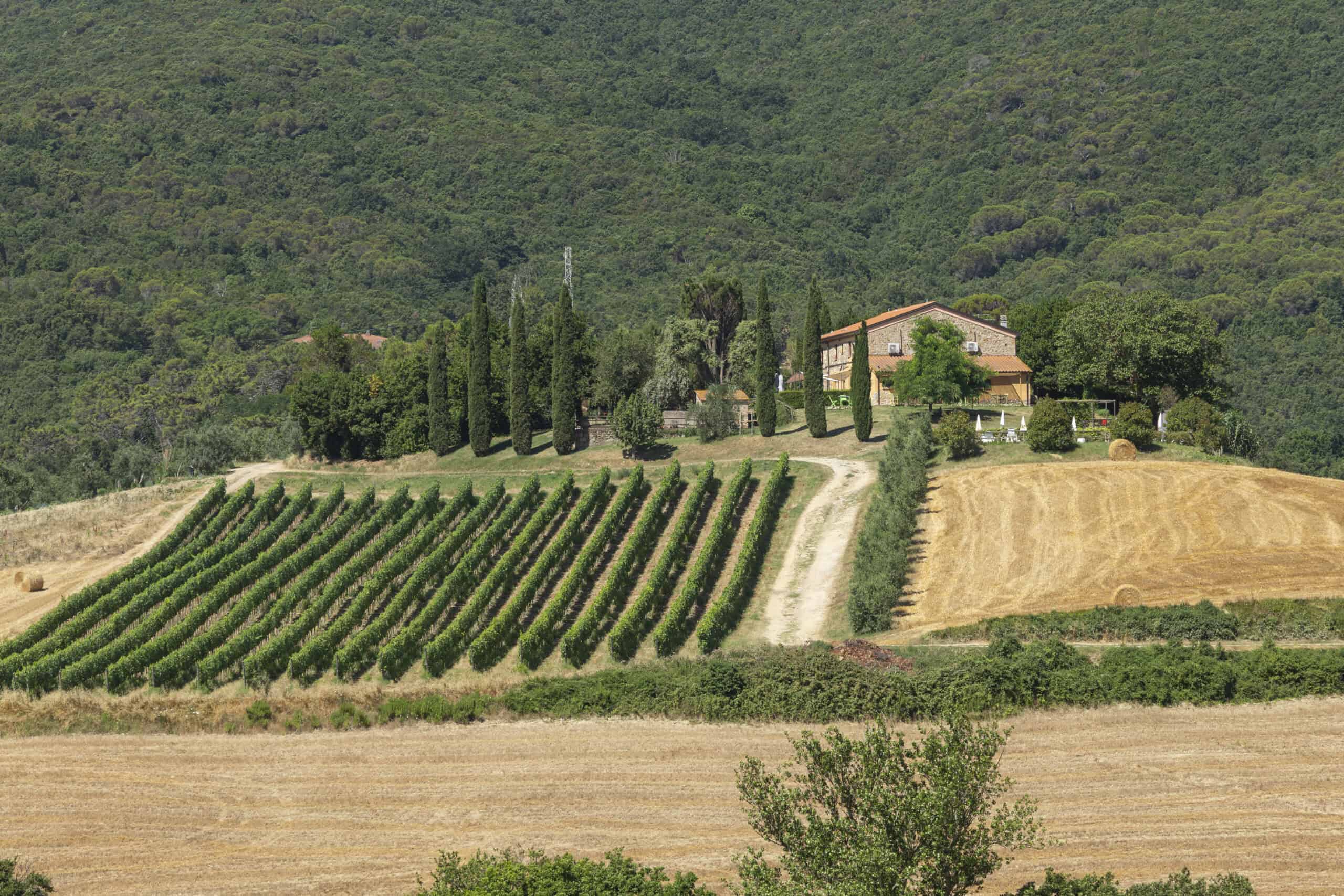 azienda agricola circondata da vigneti e colline
