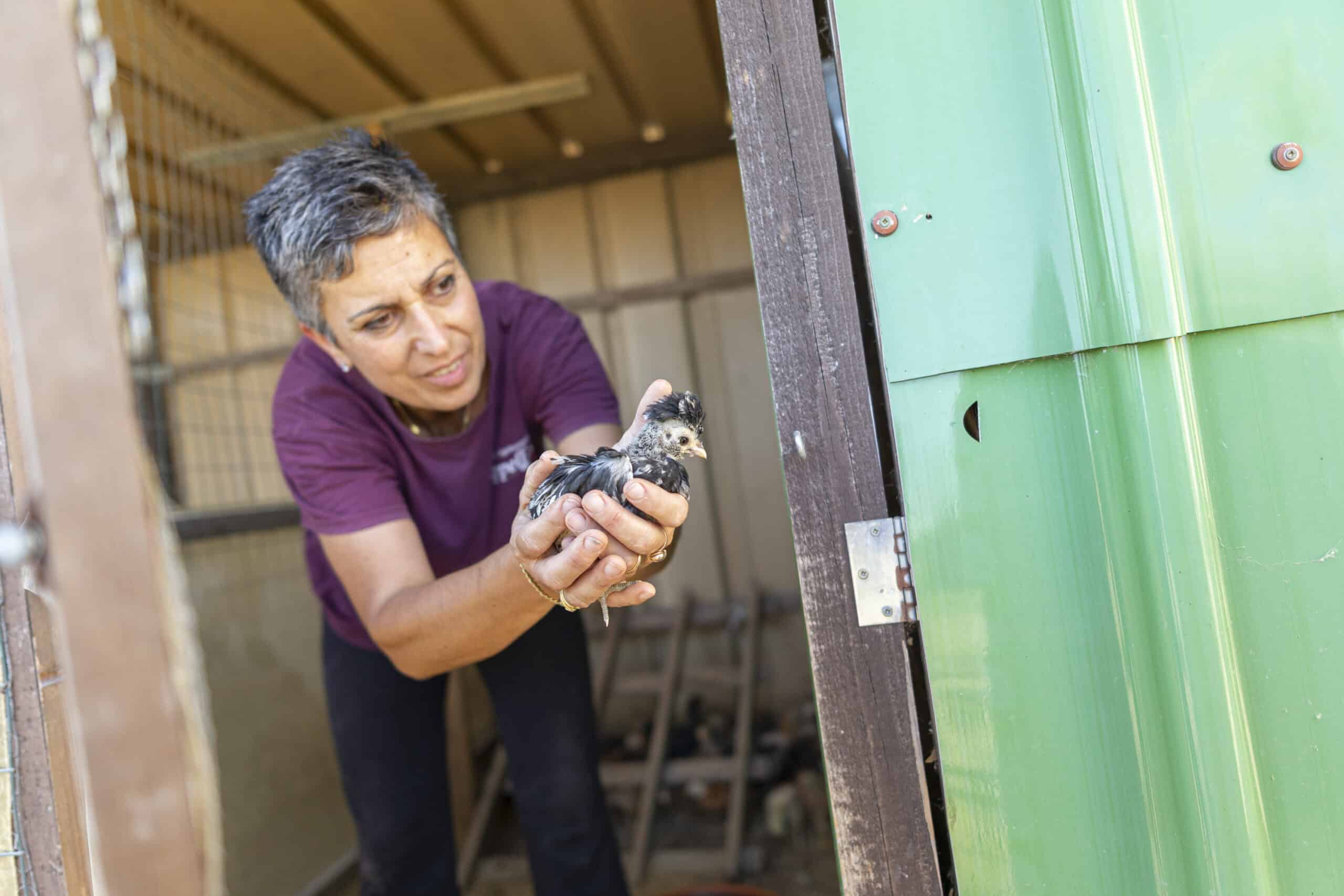 donna che tiene un pulcino in una mano